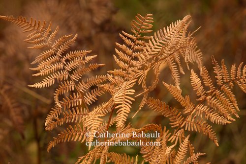 Close-up of fern turning gold in the autumn on Vancouver Island, British Columbia