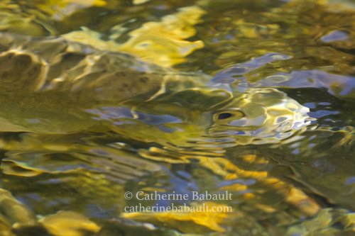abstract close-up of a salmon going up a river during the salmon run on Vancouver Island, British Columbia, Canada, rights-managed, stock images, © Catherine Babault