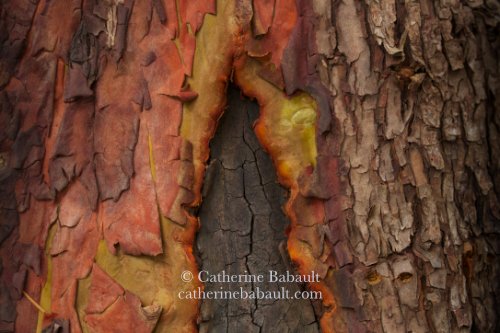close-up of the bark of an arbutus tree, Arbutus menziesii, on Vancouver Island, British Columbia, Canada, rights-managed, stock images, © Catherine Babault