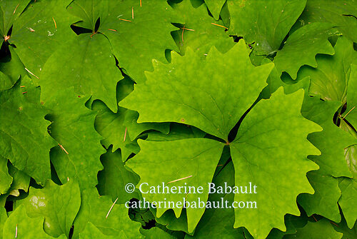 Vanilla-leaf, deer foot,  Achlys triphylla